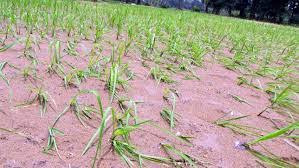 मिट्टी के कटाव को रोकने के लिए वन विभाग ने खारून नदी के तट पर लगाए ५५ हजार फलदार पौधे ५५ किमी के दायरे मे रोपे गए ये पौधे