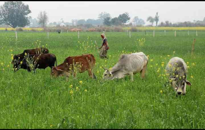 गौठनों में रोका छेका मुख्यमंत्री भूपेश बघेल ने खरीफ फसलों की सुरक्षा को ध्यान में रखते हुए खुले में पशुओं की चराई पर रोक लगाने के लिए ग्रामवासियों से रोका-छेका के लिए बैठक कर 19 जून से किसानों को इस व्यवस्था को लागू करने की अपील की है।  