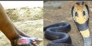 दिल दहला देने वाली घटना आया सामने, जमीन पर सो रहे, मां बाप बेटे को डंसा सांप ने।