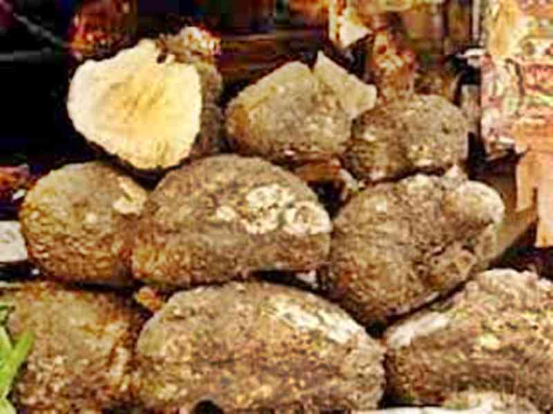 वैैैैैैैज्ञानिक   ढंग   से   बना  रहे     हैं   जिमिकंद   की   फसल  