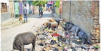 कैम्प छेत्र में बढ़ गया है सुअरों का आतंक