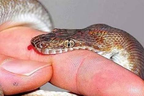 कोच को सांप ने काटा